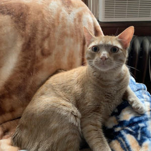 Meet your Posher, Ann